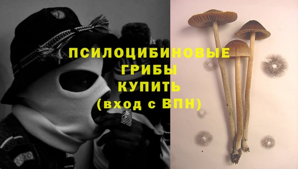 стаф Белокуриха